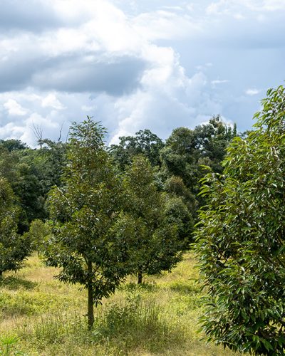 durian_planted_by_lifetech_harvest